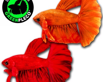 Vermillion Betta Duo Collection Set ( approximately 8 inch )