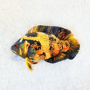 Bumblebee Lava Oscar Fish Plush Approximately 12 inches