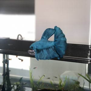 Akua Betta Fish Plush by GreenPleco.  Aqua Color