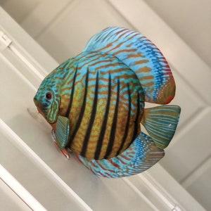 Discus Fish Plush (6 inch)