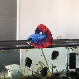 Betta Plush approximately 8 inch image 3