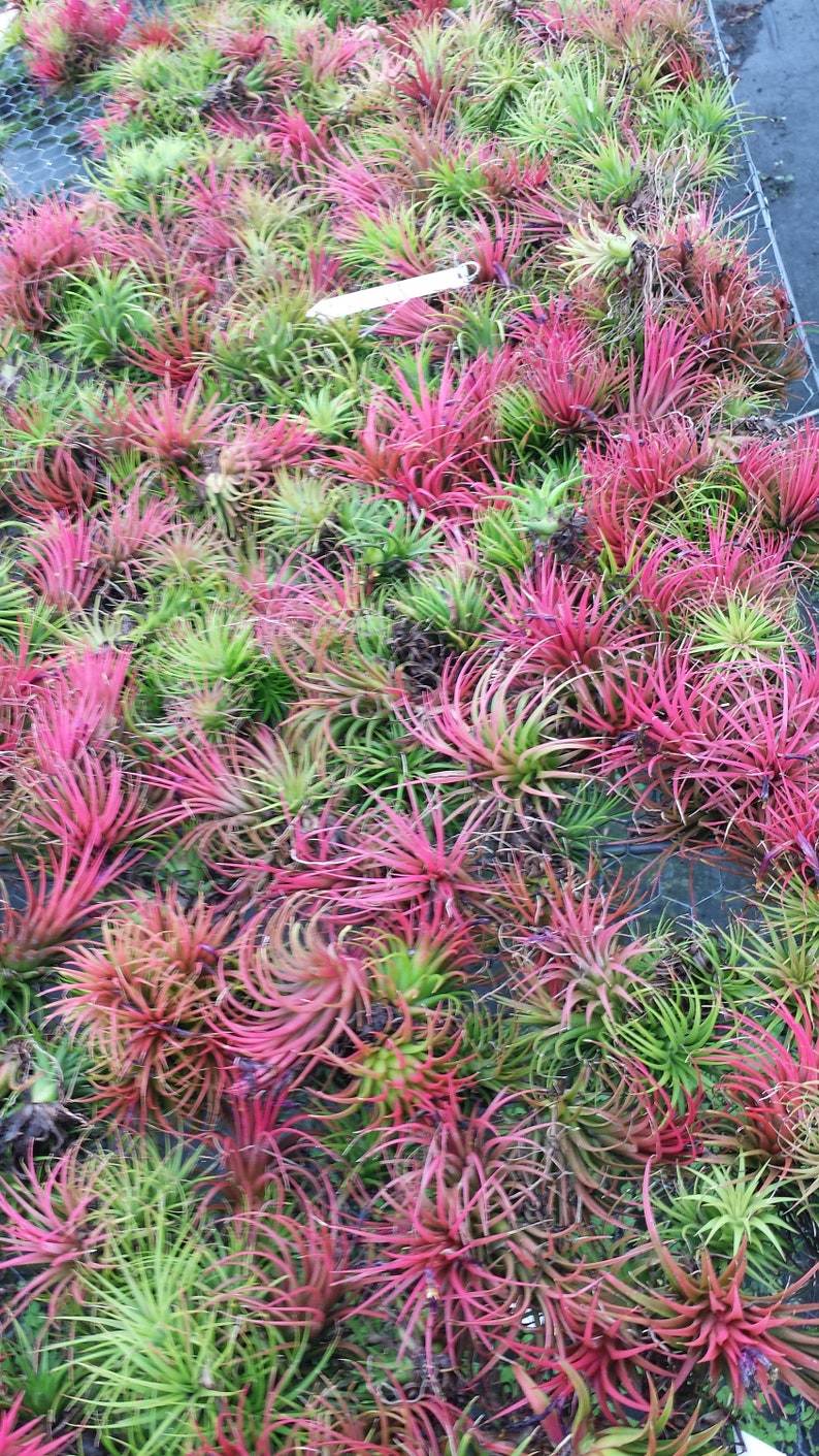 Air Plant Bromeliad Tillandsia ionantha Rubra