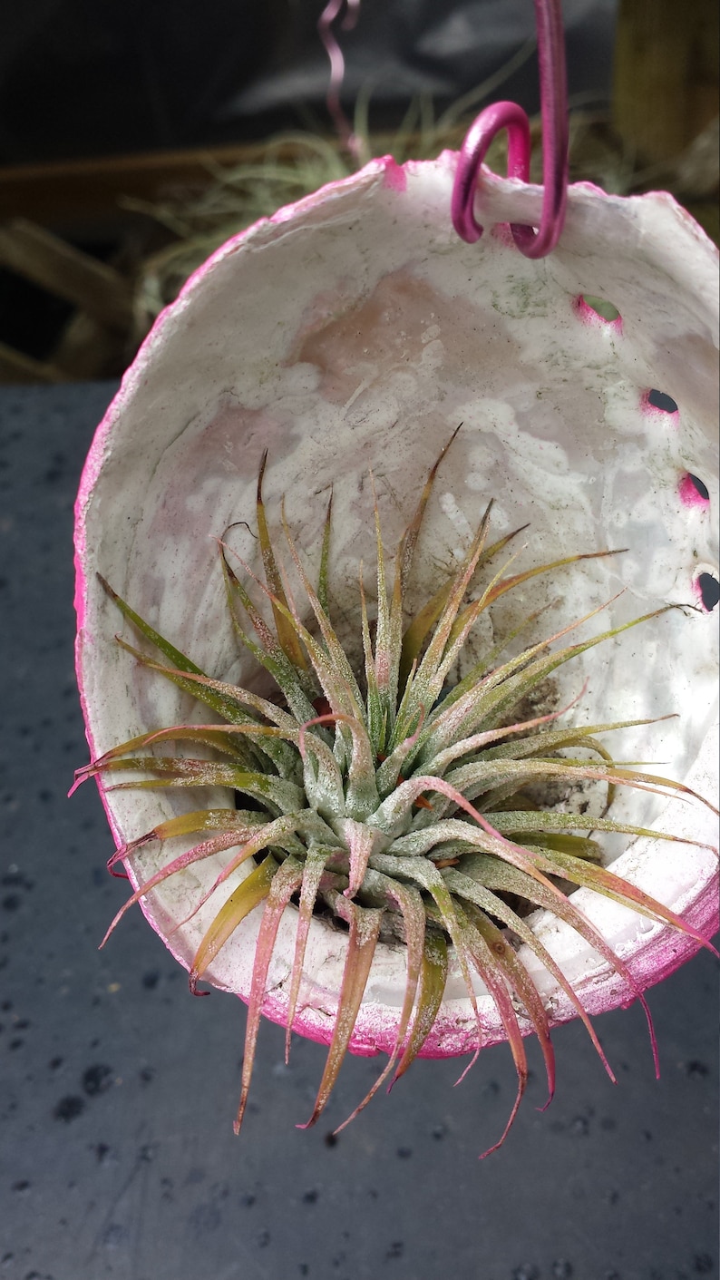 Bromeliad Tillandsia ionantha Hanging in Abalone sea shell Pink colored shell Tropical Air Plant