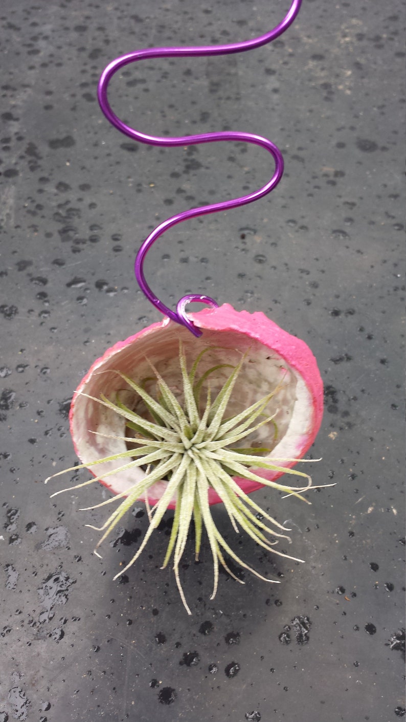 Bromeliad Tillandsia ionantha Hanging in Abalone sea shell Pink colored shell Tropical Air Plant