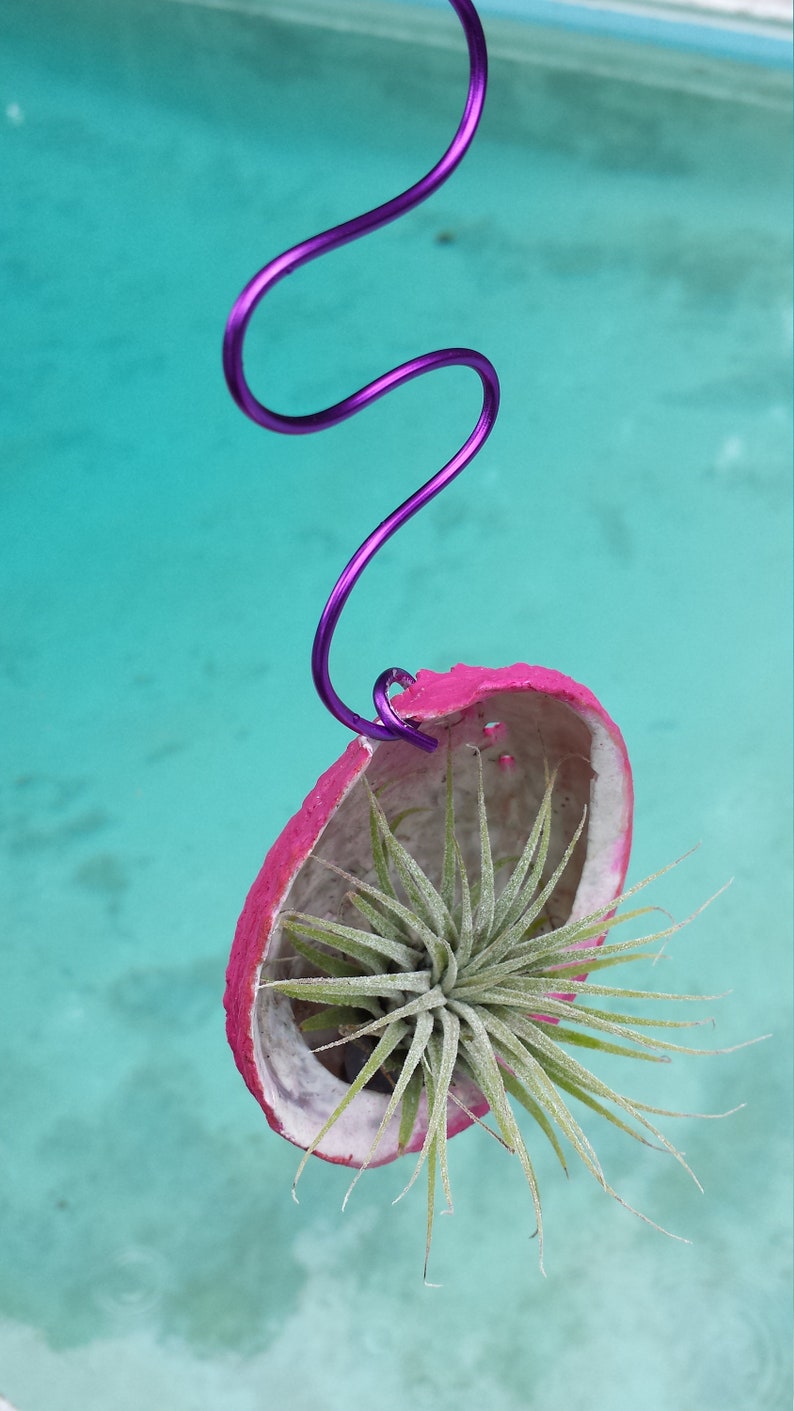 Bromeliad Tillandsia ionantha Hanging in Abalone sea shell Pink colored shell Tropical Air Plant