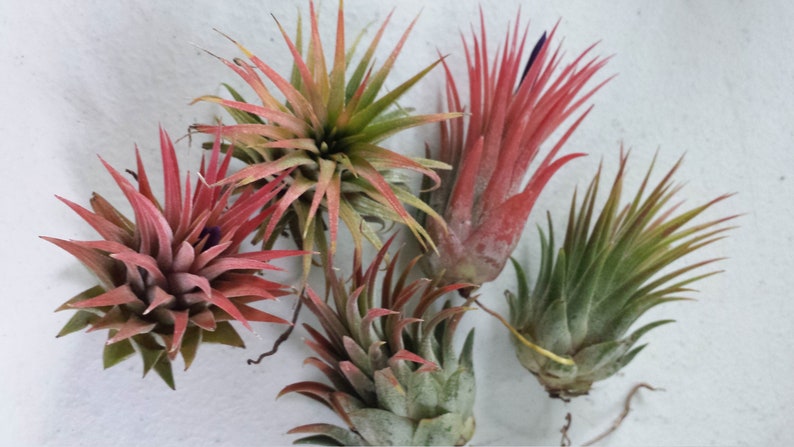 Air Plant Bromeliad Tillandsia ionantha Rubra