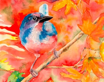 Scrub Jay Giclee Prints