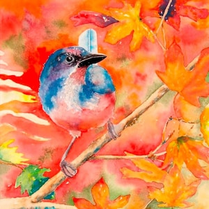 Scrub Jay Giclee Prints