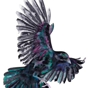 American Crow (Avalon) Giclee Prints