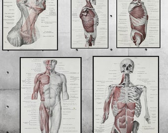 Vintage Anatomy Poster Head Muscle Skeleton Skull