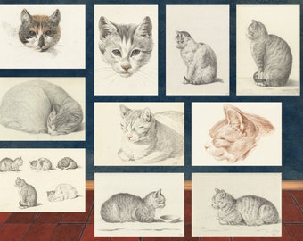 Cat Kitten Sketch