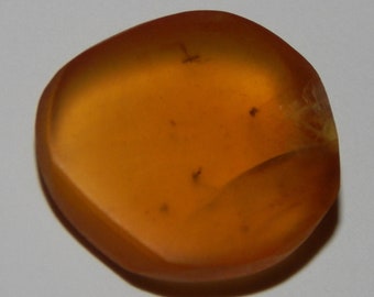 Genuine AMBER with INSECT FOSSIL Inclusions - Genuine Amber - Real Insect Fossil - Tumbled Amber - Real Fossils - Gemstones - Crystals