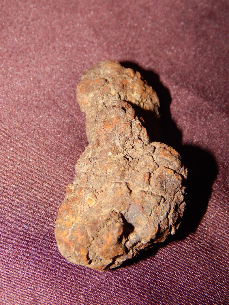 fossilized dung