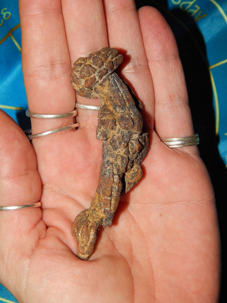 largest fossilized poop