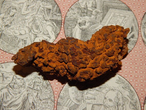 coprolite fossilized poop
