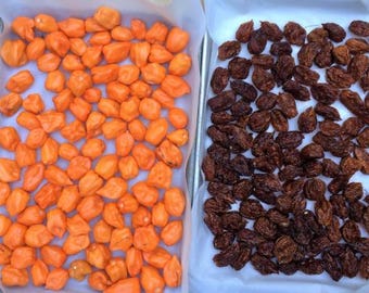 MuscleFit, ungüento de habanero