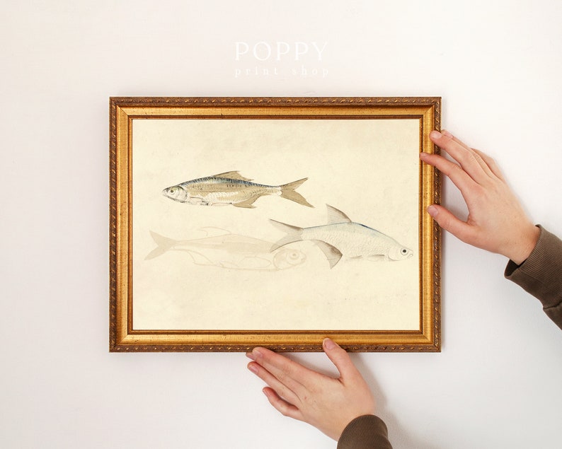 FISH Vintage Fish Painting Fish Print Vintage Watercolor Digital Download Vintage Animal Art Vintage Fish Painting image 4