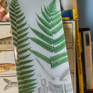 Può includere: Un vassoio di vetro con un'illustrazione botanica di felci. Il vassoio presenta uno sfondo bianco con felci verdi e il testo "Cyathea Im. C. cumaven Kast 11.6 elongata Mett 11.6 straninen".
