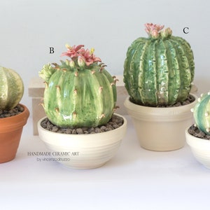 Piantine grasse cactus piccole per bomboniere onLine