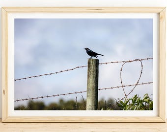 Blackbird on Barbed Wire Fence Print – Rustic Farmhouse Wall Art