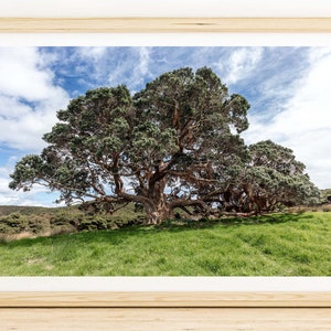 Sprawling NZ Pohutukawa Tree - Peaceful Green Foliage Photo Print for Home Decor, Vibrant Wall Art Picture, Robust Nature Pic