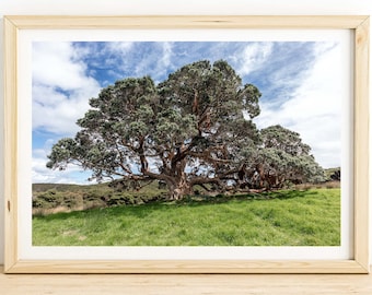 NZ Pohutukawa Tree Photo Print - Green Foliage Nature Wall Art