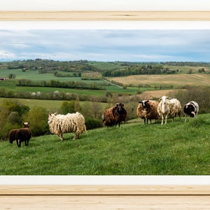Grazing Sheep on a Grassy Hillside Photography Print - Wall Art, New Zealand Fine Art, Sheep Photo, Green Grass Hill, Landscape