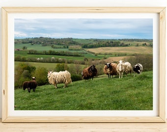 New Zealand Sheep Photography Print - Grassy Hillside Landscape Art