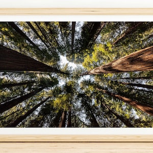 Redwood Grove Wall Art - Sunlit Canopy, Majestic California Redwoods Photo for Home Decor, Beautiful Tree Print Image