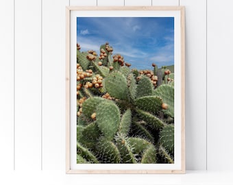 Prickly Pear Cactus Photo – Desert Wall Art Print