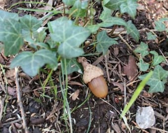 Sneaky & Evil Acorn Geocache container + Rite in the Rain geocaching Logs, Stash Cache GPS
