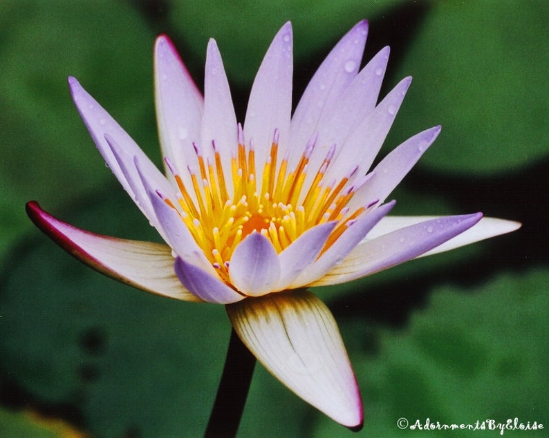 May include: A purple water lily with yellow center and white petals. The flower is in bloom and has a pink stem.