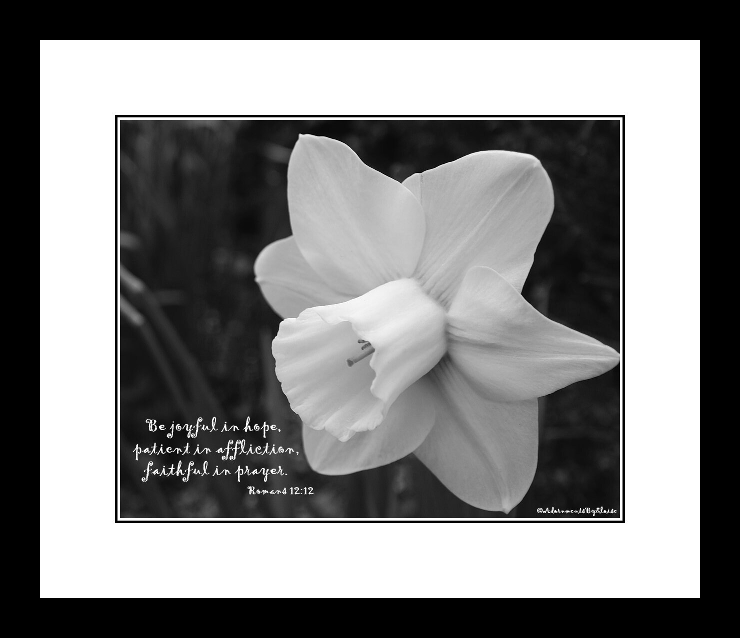 Daffodil Photograph Bible Verse Print Be Joyful in Hope Scripture Wall
