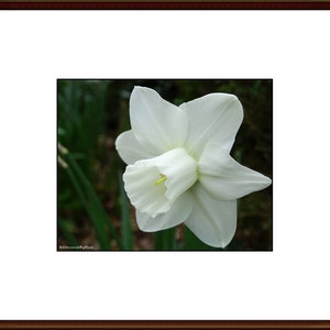 Puede incluir: Una sola flor de narciso blanco con un centro amarillo, en flor sobre un fondo verde.