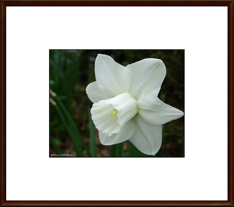 Puede incluir: Una sola flor de narciso blanco con un centro amarillo, en flor sobre un fondo verde.