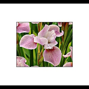 Pink Siberian Iris Flower Photography, Pink Flower Wall Art, Pink Flower Decor