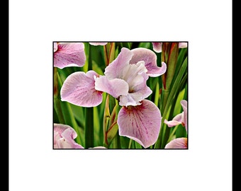 Pink Siberian Iris Flower Photography, Pink Flower Wall Art, Pink Flower Decor