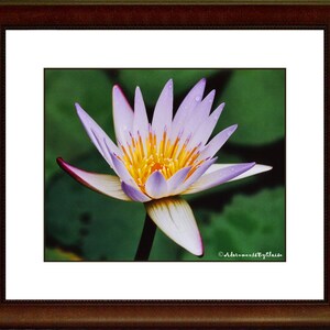 May include: A close-up of a purple water lily with a yellow center. The lily is in bloom and has water droplets on its petals. The background is a blurry green.