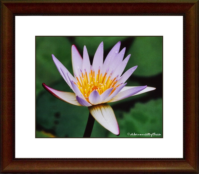 May include: A close-up of a purple water lily with a yellow center. The lily is in bloom and has water droplets on its petals. The background is a blurry green.