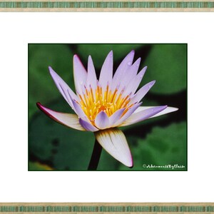 May include: A close-up of a purple water lily with a yellow center. The lily is in focus, while the green lily pads in the background are blurred.