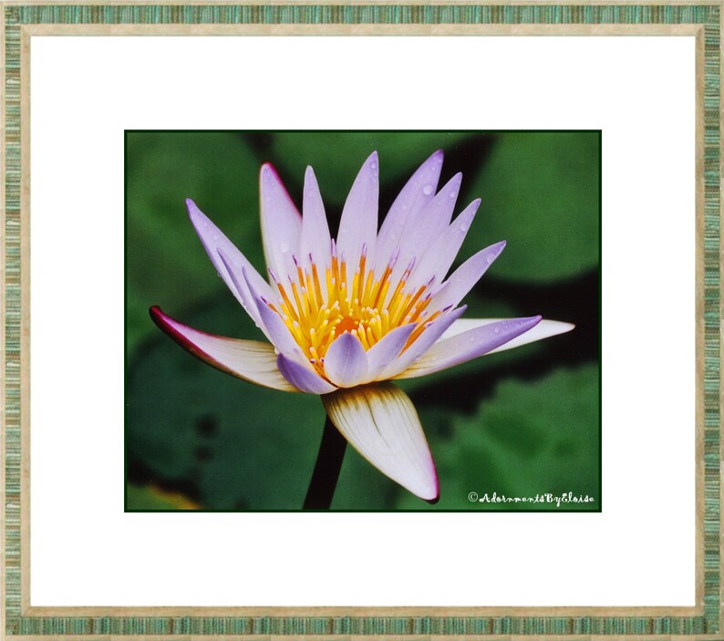 May include: A close-up of a purple water lily with a yellow center. The lily is in focus, while the green lily pads in the background are blurred.