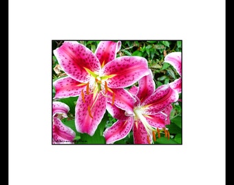 Pink Oriental Lily Flower Photography, Pink Flower Wall Art, Pink Flower Decor