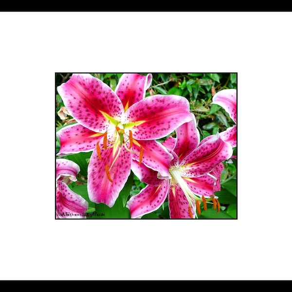 Pink Oriental Lily Flower Photography, Pink Flower Wall Art, Pink Flower Decor
