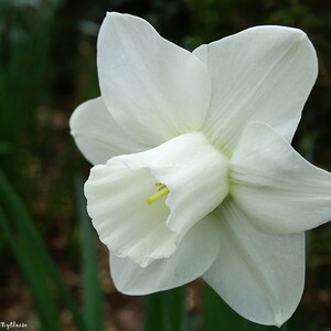 Puede incluir: Una sola flor de narciso blanco con un centro amarillo. La flor est&aacute; enfocada y el fondo est&aacute; desenfocado.