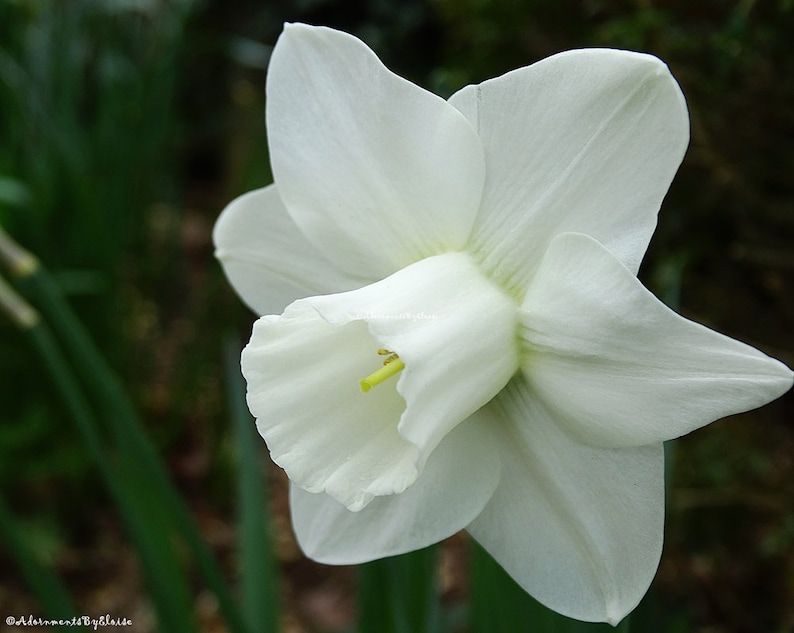 Puede incluir: Una sola flor de narciso blanco con un centro amarillo. La flor est&aacute; enfocada y el fondo est&aacute; desenfocado.
