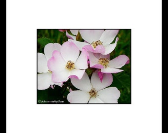 Pink Rose Cluster Photograph Pink Rose Print Botanical Print Pink Flower Art Pink Bedroom Wall Art Flower Photography Pink Flower Decor Gift