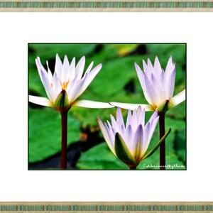 Puede incluir: Tres nen&uacute;fares blancos con puntas moradas florecen en un estanque. Los nen&uacute;fares est&aacute;n enfocados, mientras que los nen&uacute;fares verdes y el agua est&aacute;n desenfocados en el fondo.