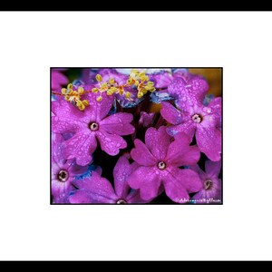 Pink Verbena Flower Photography, Pink Flower Wall Art, Pink Flower Decor