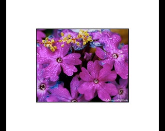 Pink Verbena Flower Photography, Pink Flower Wall Art, Pink Flower Decor