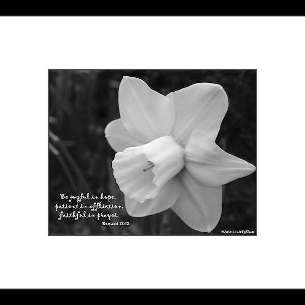 Daffodil Photograph Bible Verse Print Be Joyful in Hope Scripture Wall Art Christian Quote Christian Decor Christian Gift Flower Wall Art